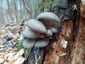 Kései laskagomba (Pleurotus ostreatus), Budai-hegység